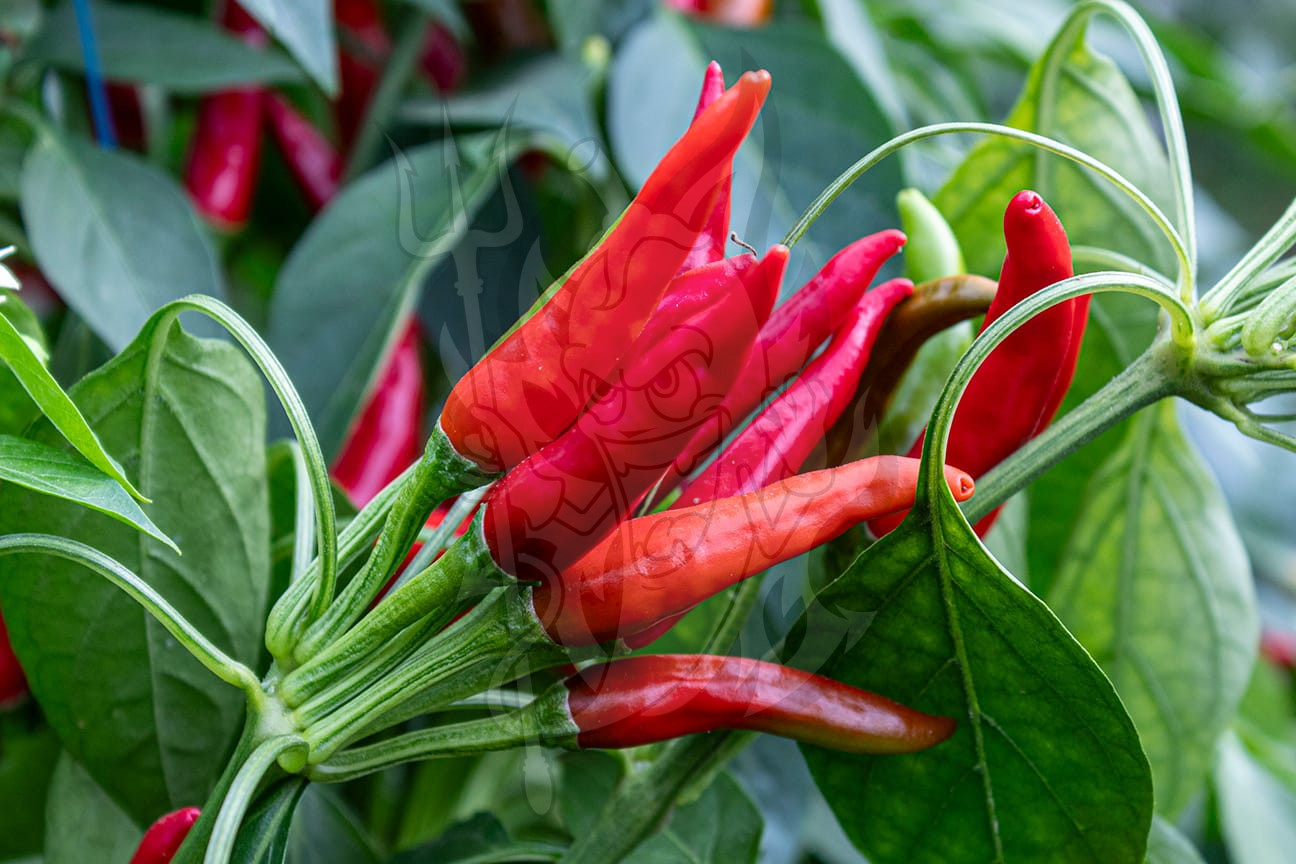 Острый перец Rooster Spur