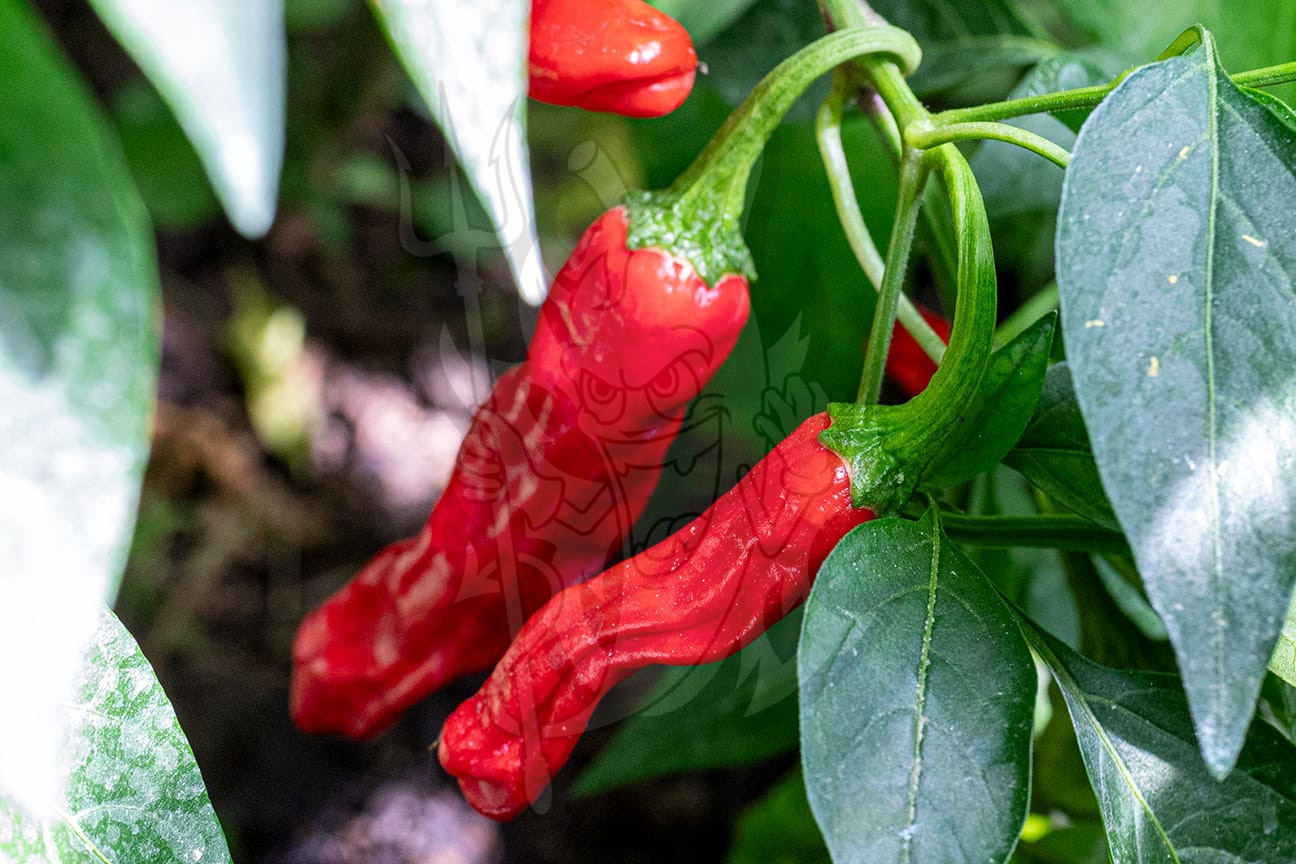 Острый перец Shishito