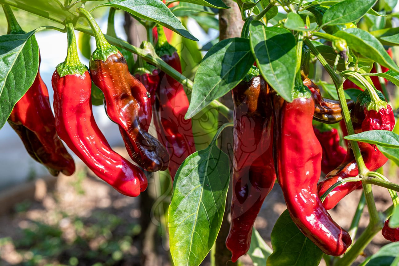 Острый перец Shishito