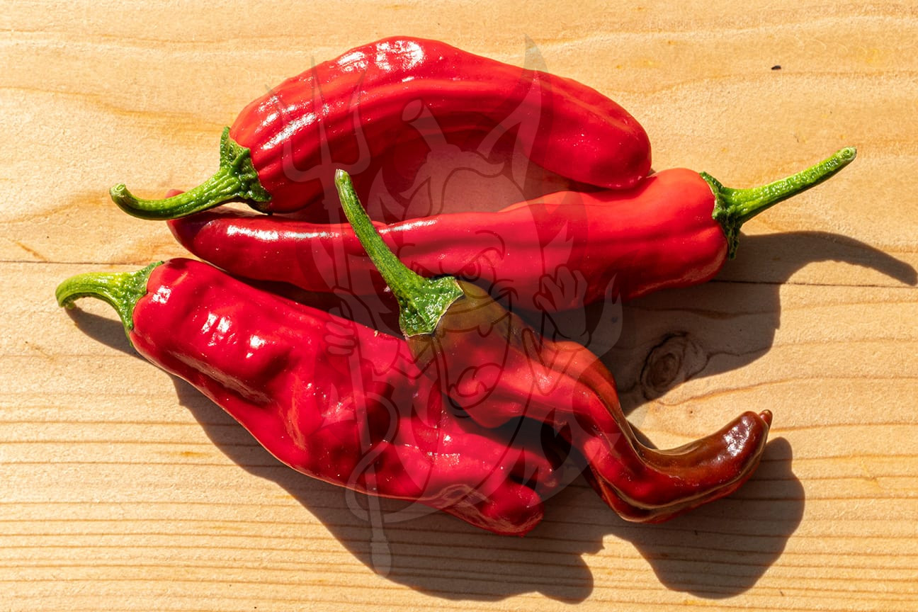 Shishito — изображение 4