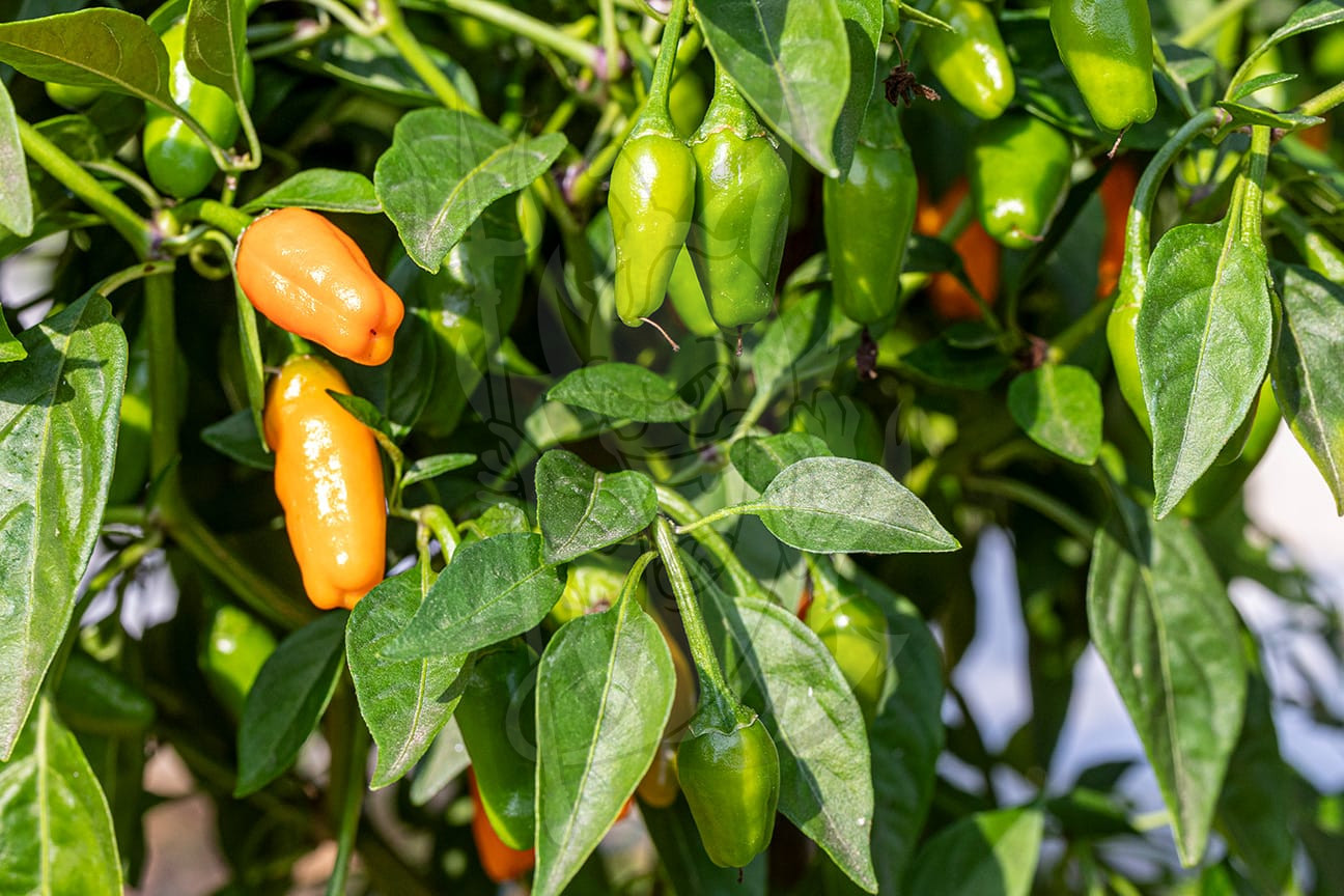 Острый перец Short Yellow Tabasco