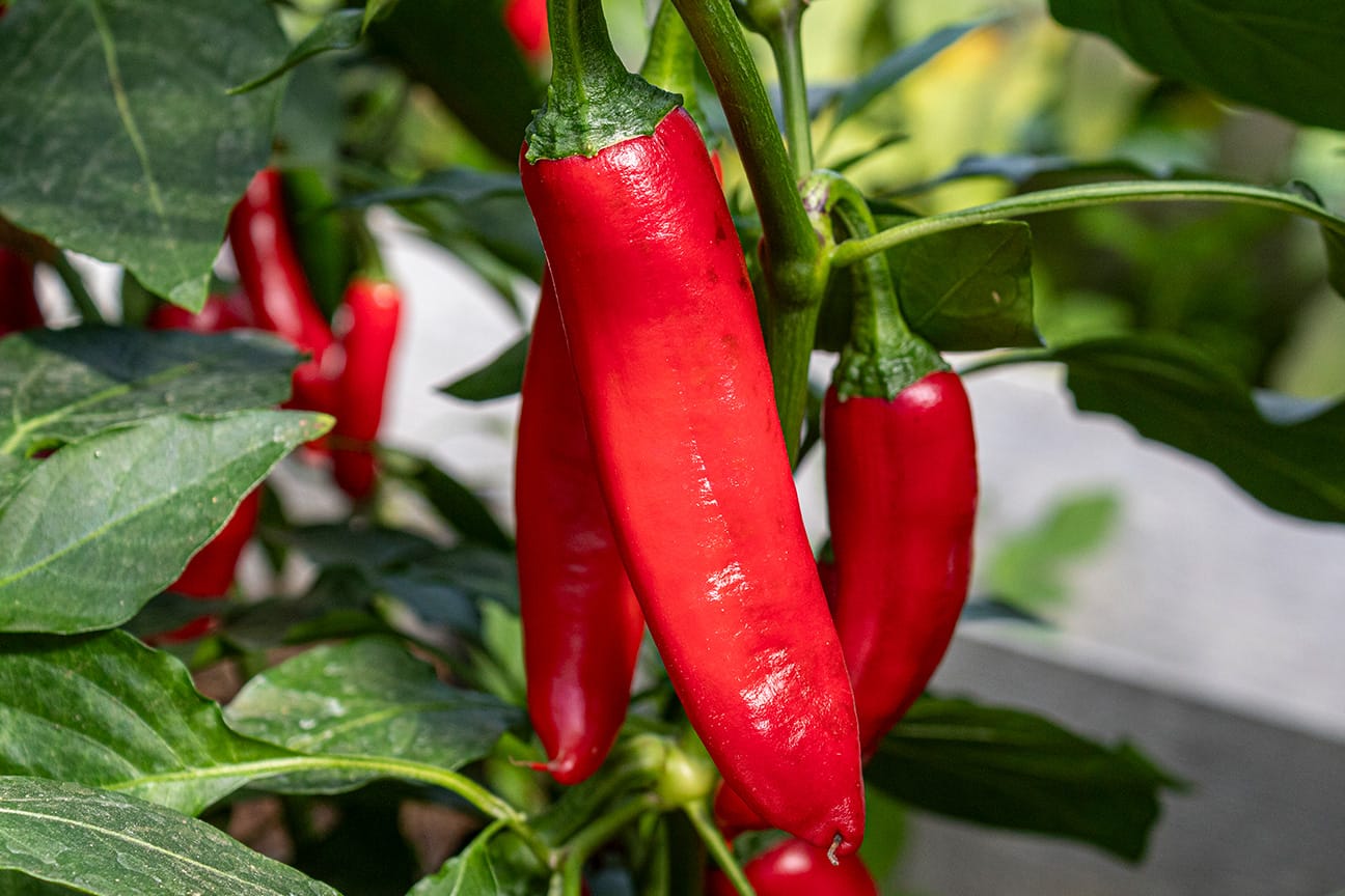 Острый перец Szegedi