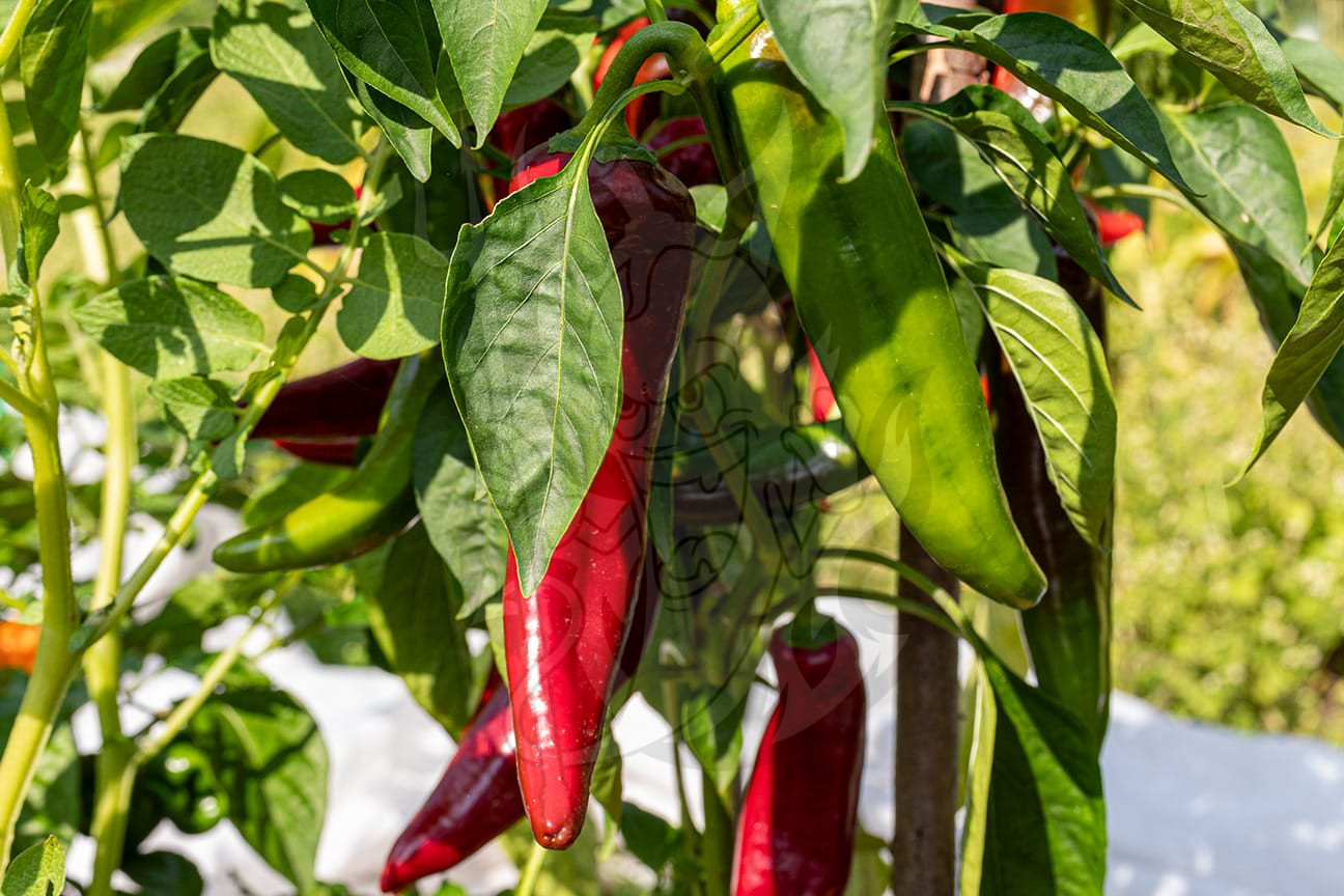 Острый перец Tsitsak