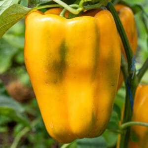 Жёлтый колокол