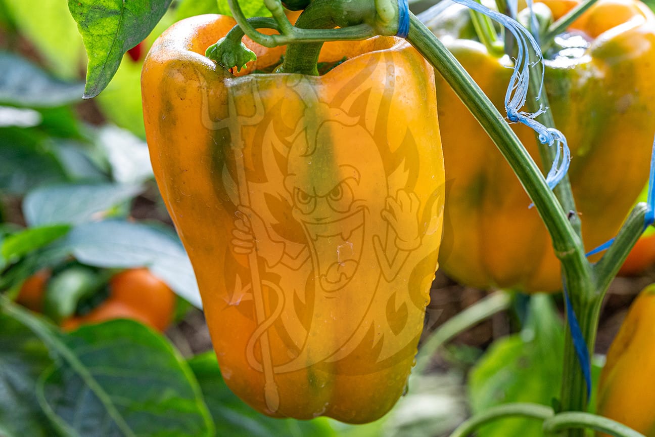 Плод сладкого перца Жёлтый колокол